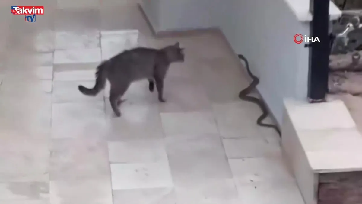 Alanya'da yılana kafa tutan kedi kamerada