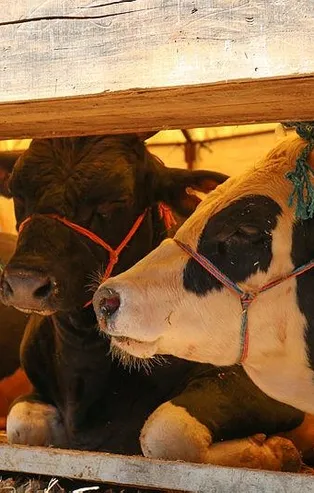 Kurban nasıl seçilir? Kurbanlık seçerken nelere dikkat edilmeli?