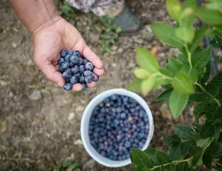 ’Yaban’a atmayın