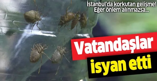 Sayilari Artti Vatandaslarin Kabusu Oldu Olduruldugunde Takvim