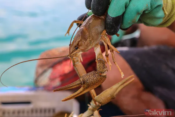 Ayda 100 bin lira kazanıyor! İşletme bitirip köyüne döndü kerevit avlayıp satıyor - 9