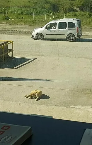 Sultanbeyli'de vicdansız sürücü aracıyla köpeği ezerek ölümüne sebep olduktan sonra olay yerinden uzaklaştı