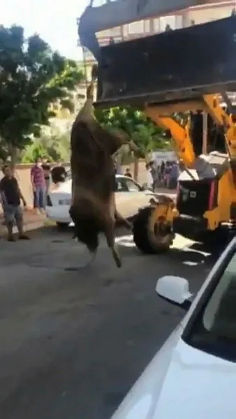 Şanlıurfa'da tepki çeken görüntü! Kurbanlık danayı ayağından asıp...