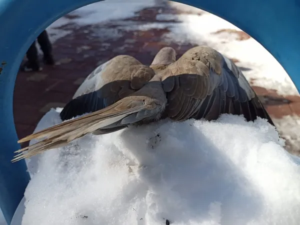 insanligin-dondugu-fotograf-kumru-dondurucu-sogukta-telef-oldu-1643020110475.jpg İnsanlığın donduğu fotoğraf! Kumru dondurucu soğukta telef oldu-6