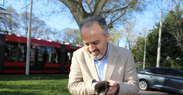 Eski lastikler kedilere ev oldu