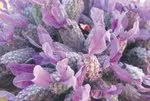 Doğal antidepresan: Lavanta