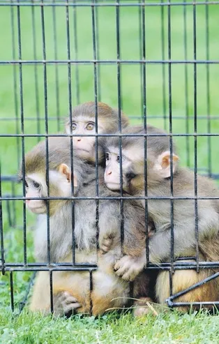 Down sendromlu yavru maymuna kardeşleri sahip çıkıyor!