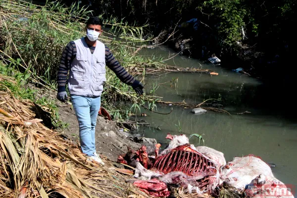 Adana'da iğrenç manzara! Dere yatağında çok sayıda at ve eşek kafası ile kemikler bulundu - 2