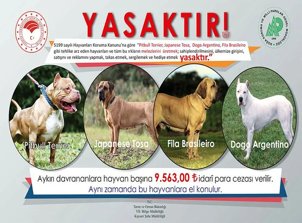kayseride-tehlikeli-irk-olarak-nitelendirilen-kopekleri-besleyen-3-kisiye-toplamda-38-bin-252-lira-ceza-kesildi-1603098869154.jpg Kayseri'de "tehlikeli ırk" olarak nitelendirilen köpekleri besleyen 3 kişiye toplamda 38 bin 252 lira ceza kesildi-2