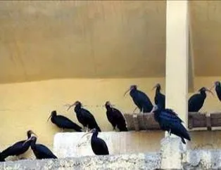 Türkiye'den Suriye'ye Kelaynak Yardımı