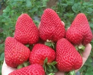 Rengine bak şifayı kap