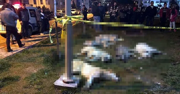 Ankara’daki köpek katliamında istenen cezalar belli oldu
