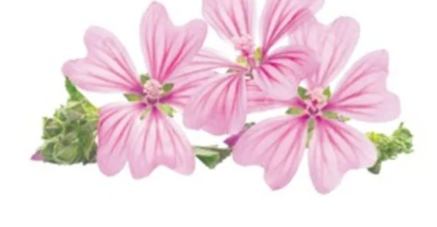 Öksürüğe ebegümeci