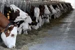 Kırsalda Bereket Hayvancılığa Destek Projesi 2025 sonuç sorgulama ekranı! Tarım ve Orman Bakanlığı proje sonuçları açıklandı mı?