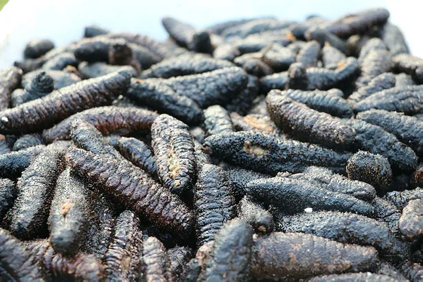 deniz patlıcanı nedir ile ilgili görsel sonucu