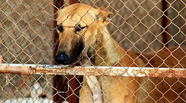 yulin-festivali-nedir-yulin-festivalinde-kopek-mi-yeniyor-1623429667817.jpg Yulin festivali nedir? Yulin festivalinde köpek mi yeniyor?-4
