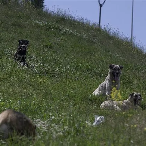Köpekten kaçtı canından oldu!