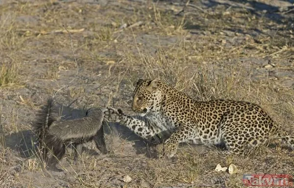 Aslan ve kaplanın (kavgası) karşılaşması hayrete düşürdü! - 24
