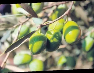 Milas zeytinyağı korumaya alındı