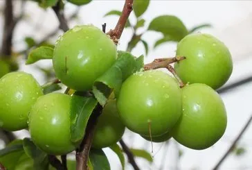 Vitamin deposu eriğin faydaları saymakla bitmiyor!