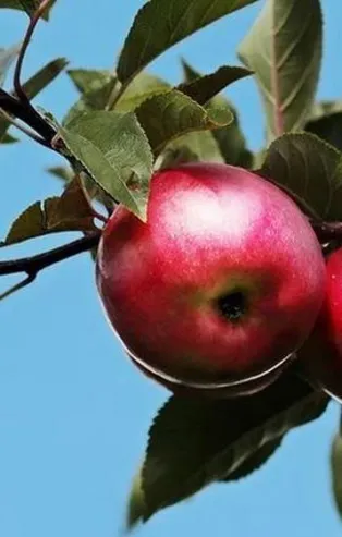 20 ülkeye karaman elması