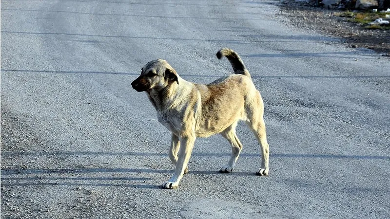 kopekler-gece-neden-havlar-iste-herkesin-merak-ettigi-o-cevap-1726148064951.jpg Köpekler gece neden havlar? İşte herkesin merak ettiği o cevap-5