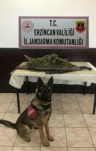 Son dakika: Erzincan'ın Tercan ilçesinde uyuşturucu operasyonu