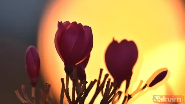 2025 Çiçek Dolunayı Ne Zaman? 🌷Bu Yıl Çiçek Dolunayı, 12 Mayıs 2025 Pazartesi Günü Gökyüzünde Yerini Alacak. Türkiye Genelinde Bu Etkileyici Dolunayın En Net...