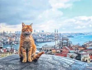 Kediler şehri İstanbul