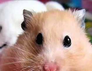Sevimli Hamster
