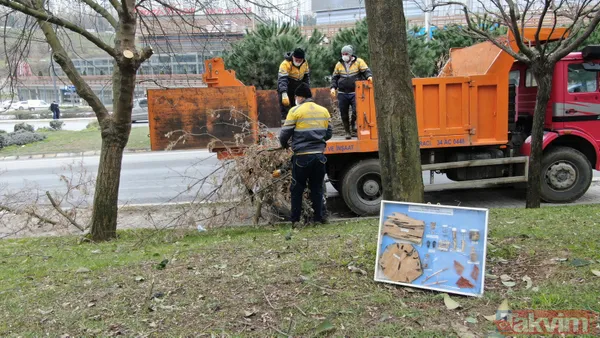 SON DAKİKA: İstanbul için yeni tehlike kapıda! Teke böceği yüzünden 2 ayda 180 ağaç kesildi - 13