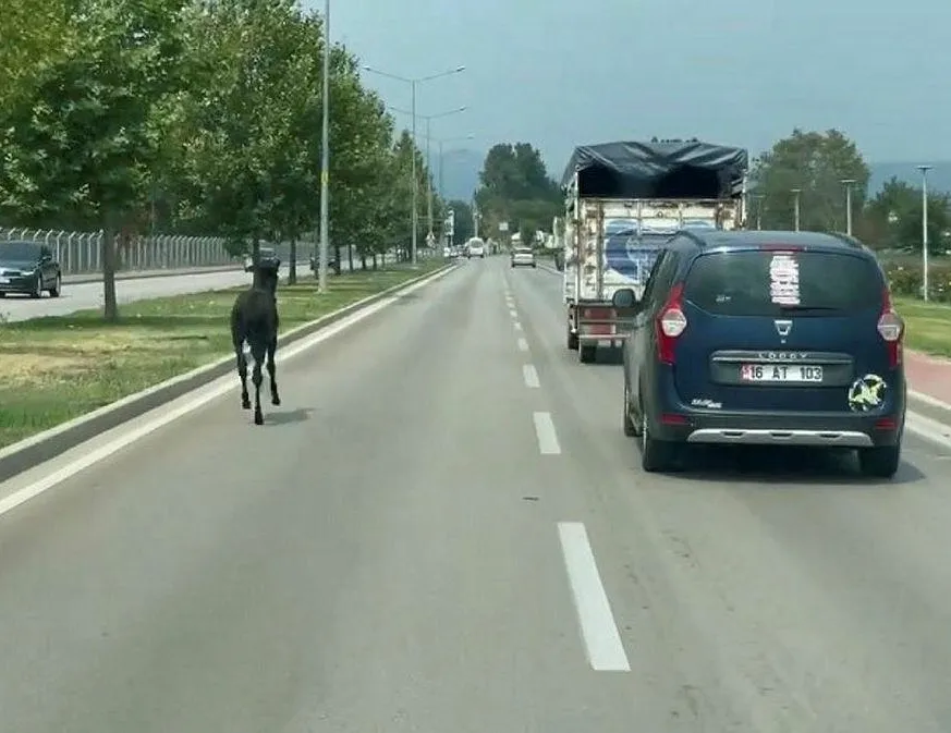 Başıboş at trafiği karıştırdı