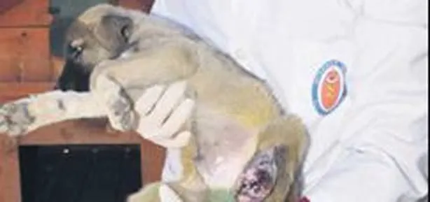 Yavru köpeğe protez bacak