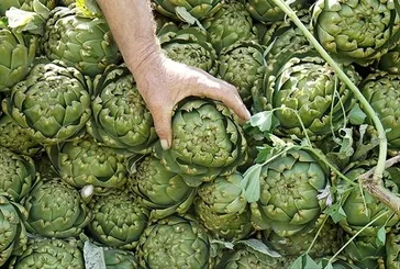 Karaciğere çare enginar