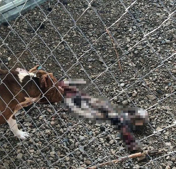 Çanakkale'de skandal olay! Belediyenin aç bıraktığı köpekler birbirlerini yemeye başladı-4