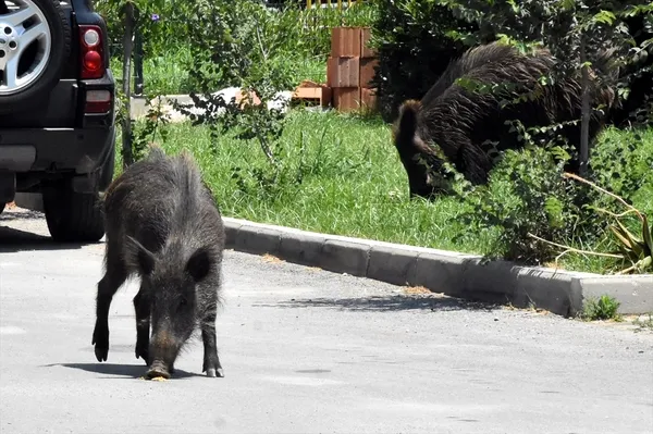 Bodrum'da aç kalan domuz sürüsü ilçe merkezine indi-3