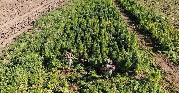 İçişleri Bakanı Ali Yerlikaya açıkladı! Diyarbakır'da 2 ton 120 kg esrar ile 13 milyon 514 bin 550 kök kenevir ele geçirildi