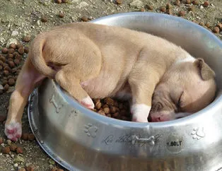 Olmadık yerlerde uyuyakalan sevimli köpekler