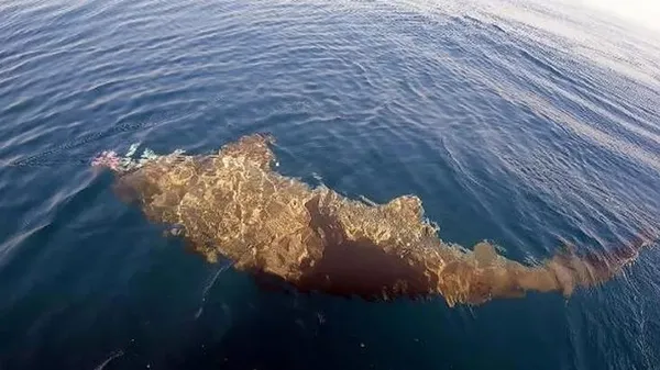 Saros Körfezi'nde yarım tonluk köpek balığı yakaladılar-3