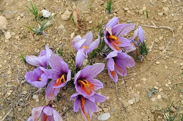 bir-gramini-bile-bulan-yasadi-dunyanin-en-pahali-bitkisi-secildi-1715595508317.jpg Bir gramını bile bulan yaşadı! Dünyanın en pahalı bitkisi seçildi-2