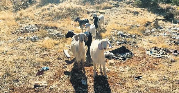Kayıp keçiler, drone sayesinde bulundu Yaşam haberleri