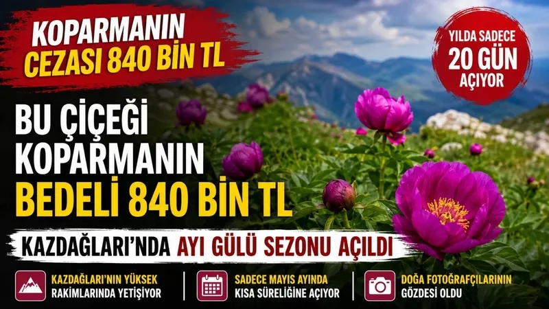 bu-cicegi-koparmanin-bedeli-840-bin-tl-kazdaglarinda-ayi-gulu-sezonu-acildi-1778756186769.jpg Bu çiçeği koparmanın bedeli 840 bin TL: Kazdağları'nda Ayı Gülü sezonu açıldı-2
