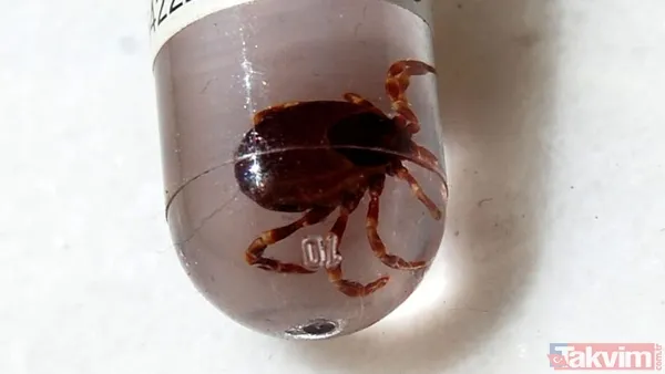 Tufts Üniversitesi'nden Bulaşıcı Hastalıklar Uzmanı Prof. Dr. Sam Telford'un Uyarısına Göre, "Her Mevsim Kene Mevsimidir." Uzmanlar, Yıl Boyunca Kene Kaynaklı...