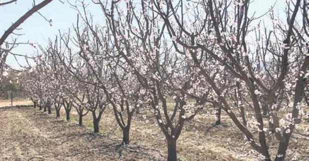 Sıcaklıklar artıyor: İstanbul’da termometreler 25 dereceyi gösterecek!