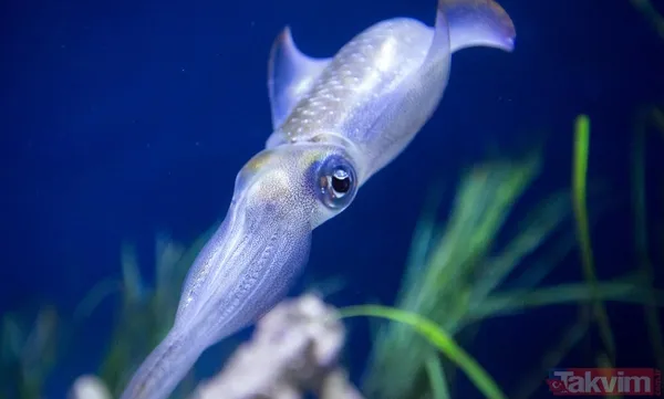 Zorlu testi geçtiler! Bilim açıkladı: Meğer mürekkep balıklarının beyni... - 7