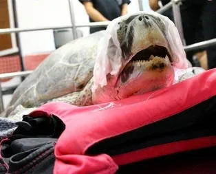 Kaplumbağanın midesinden çıkanlar şok etti