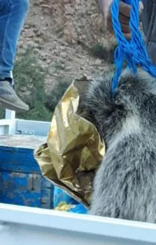 Ayı yavrusu kafasını tenekeye sıkıştırdı