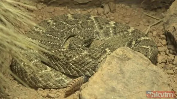Çıngıraklı yılanın kuyruğundan çıkanlar görenleri şoke etti! Sonrasında ise... - 6