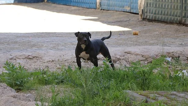 American Staffordshire Terrier ve American Bully ırkı köpekler de 'tehlike arz eden hayvan' olarak belirlendi-3