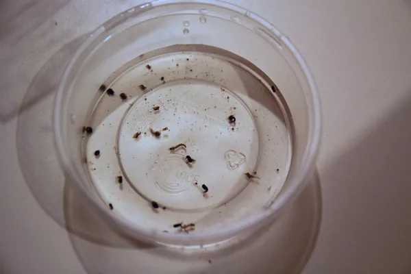 Türkiye'nin tüm sahil kesiminde Asya kaplan sivrisineği alarmı! Özel ekip oluşturuldu!-2